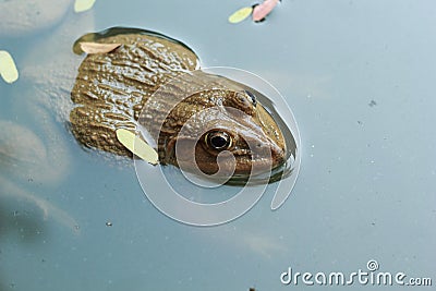 Frog in a pond with nature.