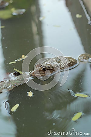 Frog in a pond with nature.