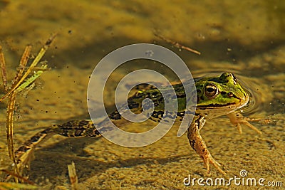 Frog in the pond 2