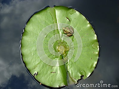 Frog on a round lily pad