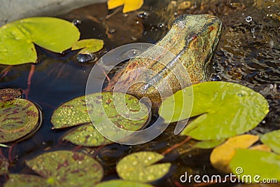 Frog and water lily side-view