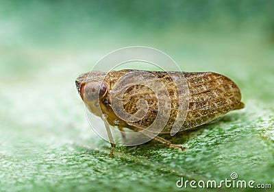 Froghopper macro showing compound eye