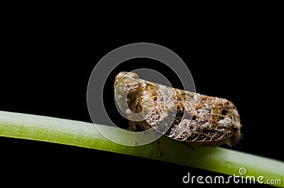 Froghopper macro showing compound eye