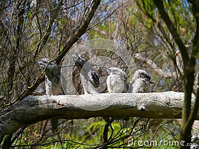 A frogmouth family in a tree