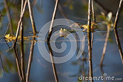Frogs in pond