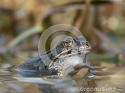 Frogs portrait in the forest pond