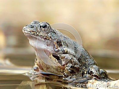 Frogs portrait in the forest pond