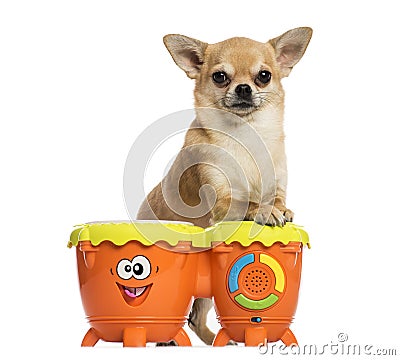 Front view of a Chihuahua playing drums, isolated