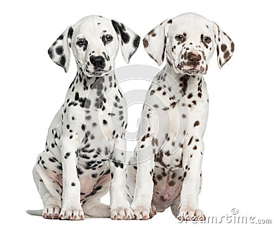 Front view of Dalmatian puppies sitting, facing