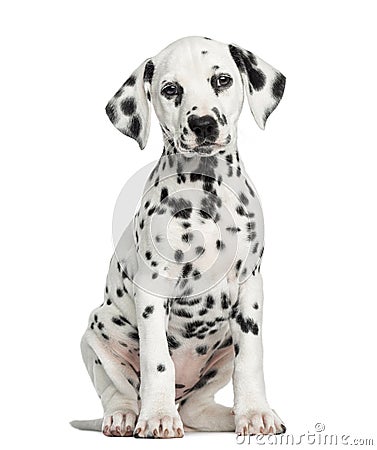 Front view of a Dalmatian puppy sitting, facing, isolated