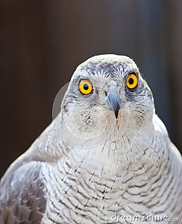 Front view of Hawk head