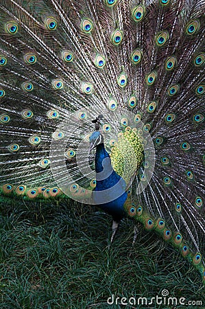 Front view of Male Indian Peafowl