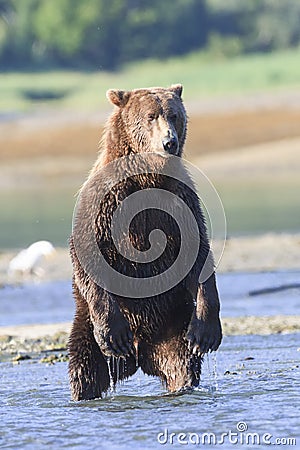 Frontal vertical of brown bear standing