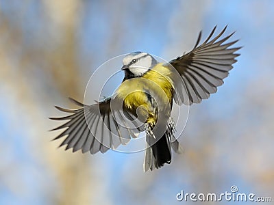 blue-tit