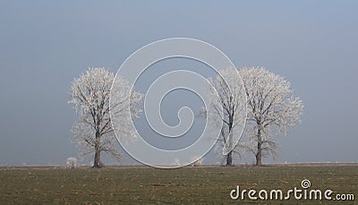 Frost autumn landscape - trees like ghosts on a field