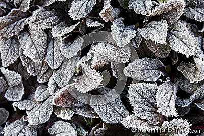 Frost on leaves