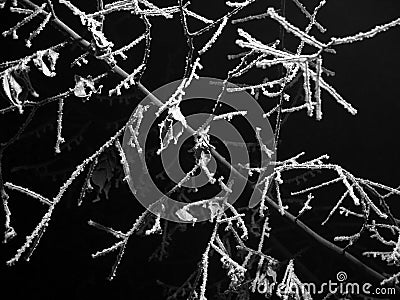 Frost at night in a tree