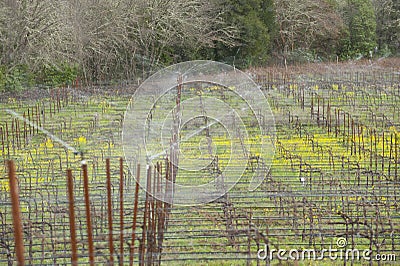 Frost protection in vineyard