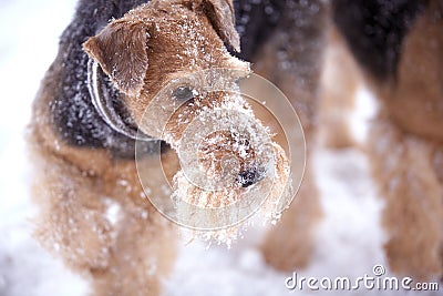 Frosty Airedale Terrier Dogs