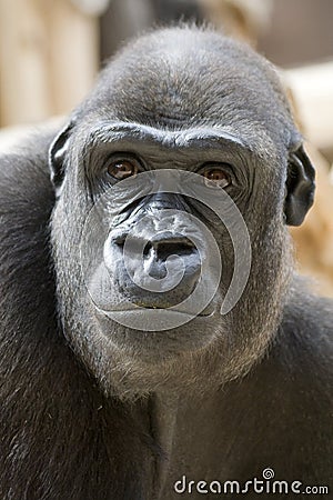 Frown Gorilla Portrait