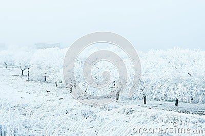 Frozen apple trees in orchard