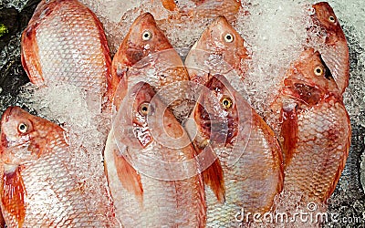 Frozen fish in supermarket