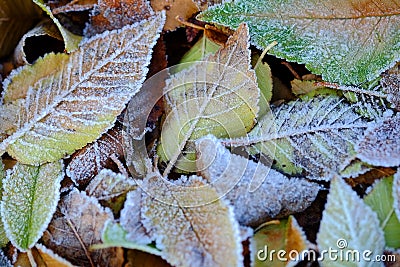 Frozen Leaves Texture