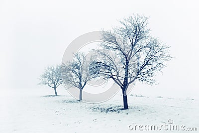 Frozen trees in snow