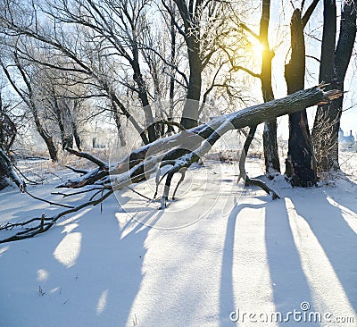 Frozen trees in winter season.