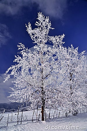 Frozen trees in wintry landscape