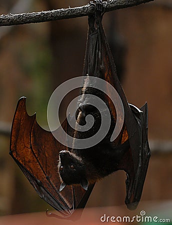 Fruit bat 003