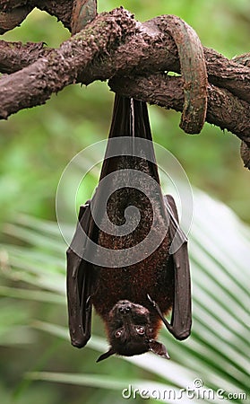 Fruit Bat