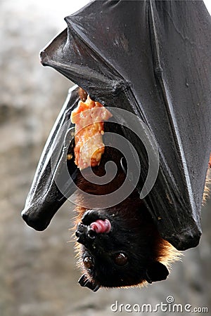 Fruit Bat Eating