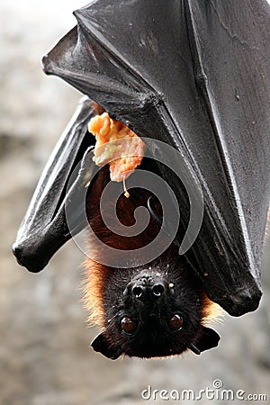 Fruit Bat with Food
