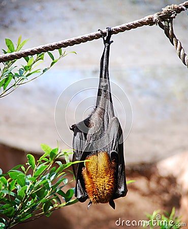 Fruit Bat