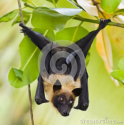 Fruit bat hanging in tree