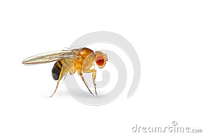 Fruit fly