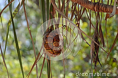 Fruit hanging in tree, Pandanus, Screw pine, Pandanaceae, palm tree, Kakadu National Park australia darwin