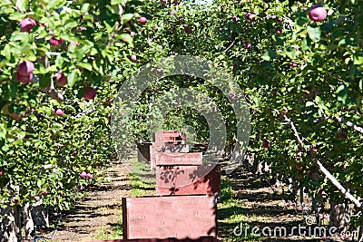 Fruit picker boxes