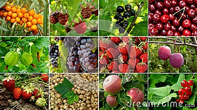 Fruits collection