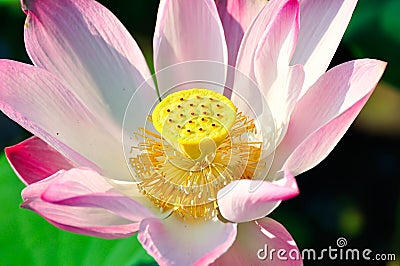 Full bloom lotus