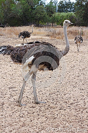 Full body shot of an Ostrich