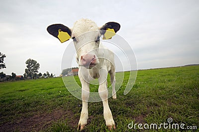 Funny baby cow