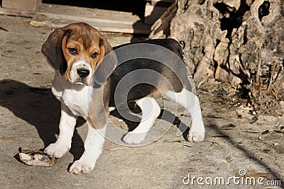 Funny Beagle