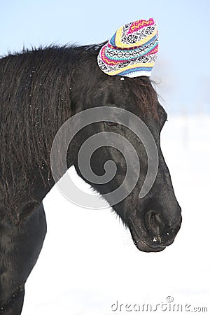 Funny black horse with winter hat