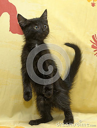 Funny black kitten standing