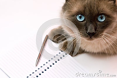 Funny business concept - cat pen and blank notepad