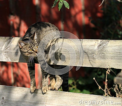 Funny cat hanging on fence
