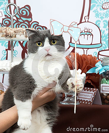 Funny cat holiday birthday party