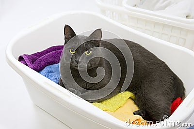 Funny cat wash - cat in basket with laundry